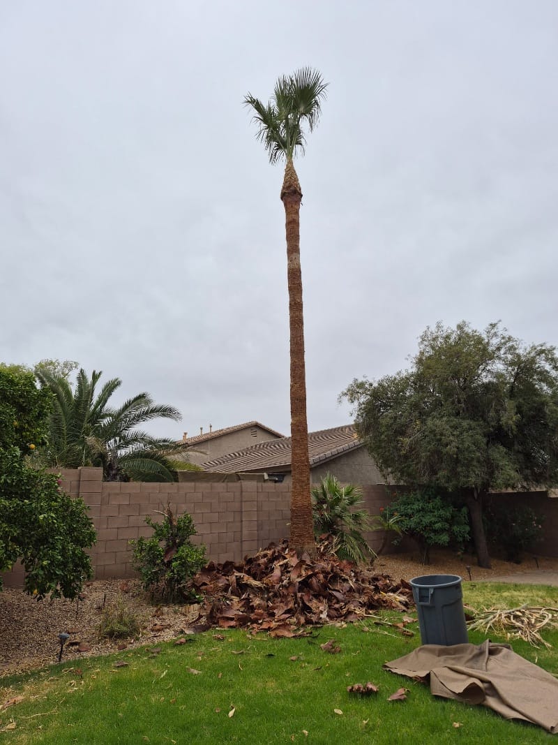 After palm tree trimming, phoenix az 7