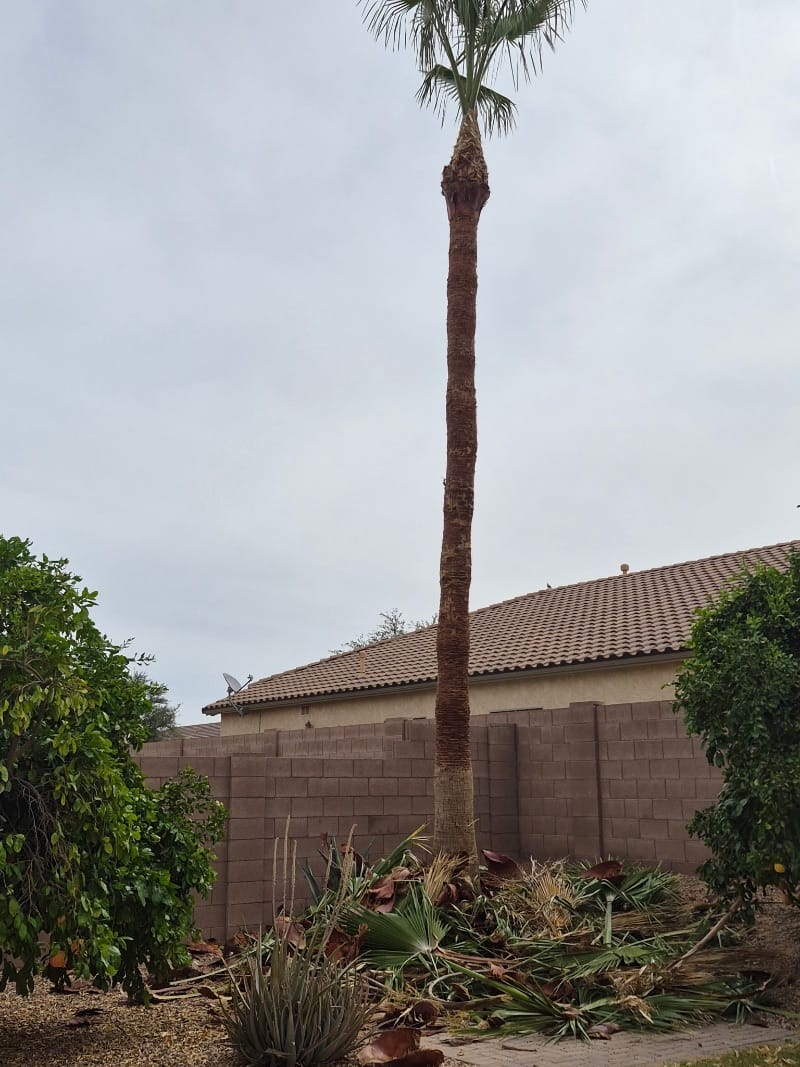 After palm tree trimming, phoenix az 8