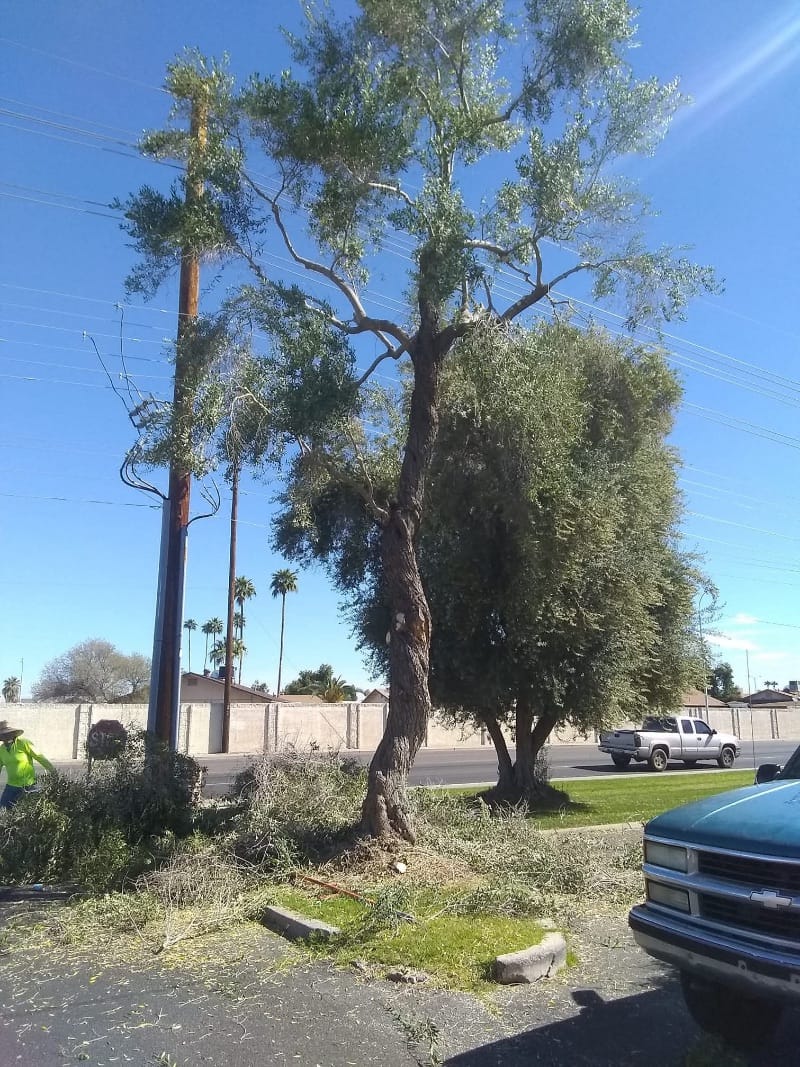 After tree trimming, phoenix az 5