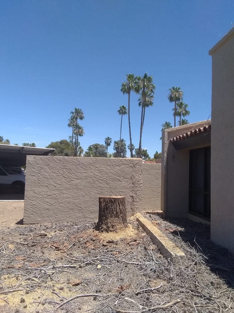 After tree trimming, phoenix az 6