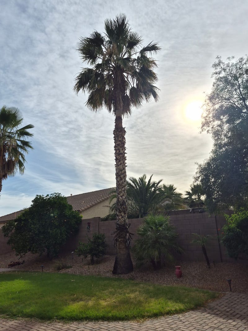 Before palm tree trimming, phoenix az 7