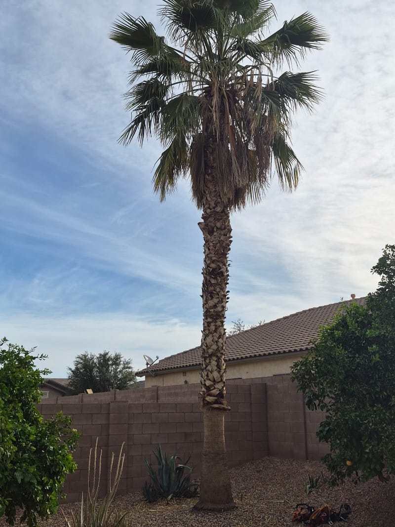 Before palm tree trimming, phoenix az 8