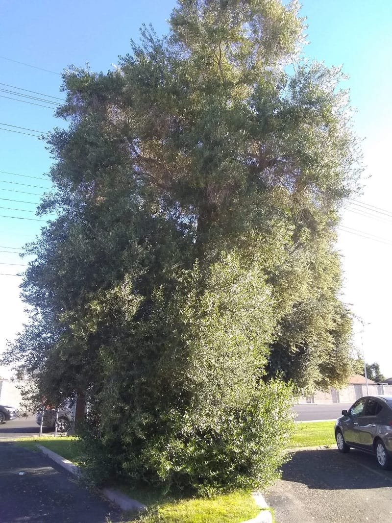 Before tree trimming, phoenix az 5