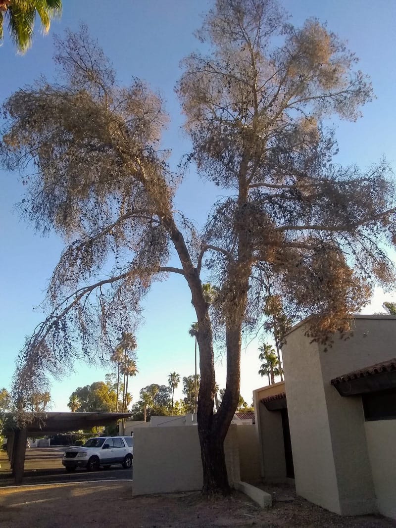 Before tree trimming, phoenix az 6